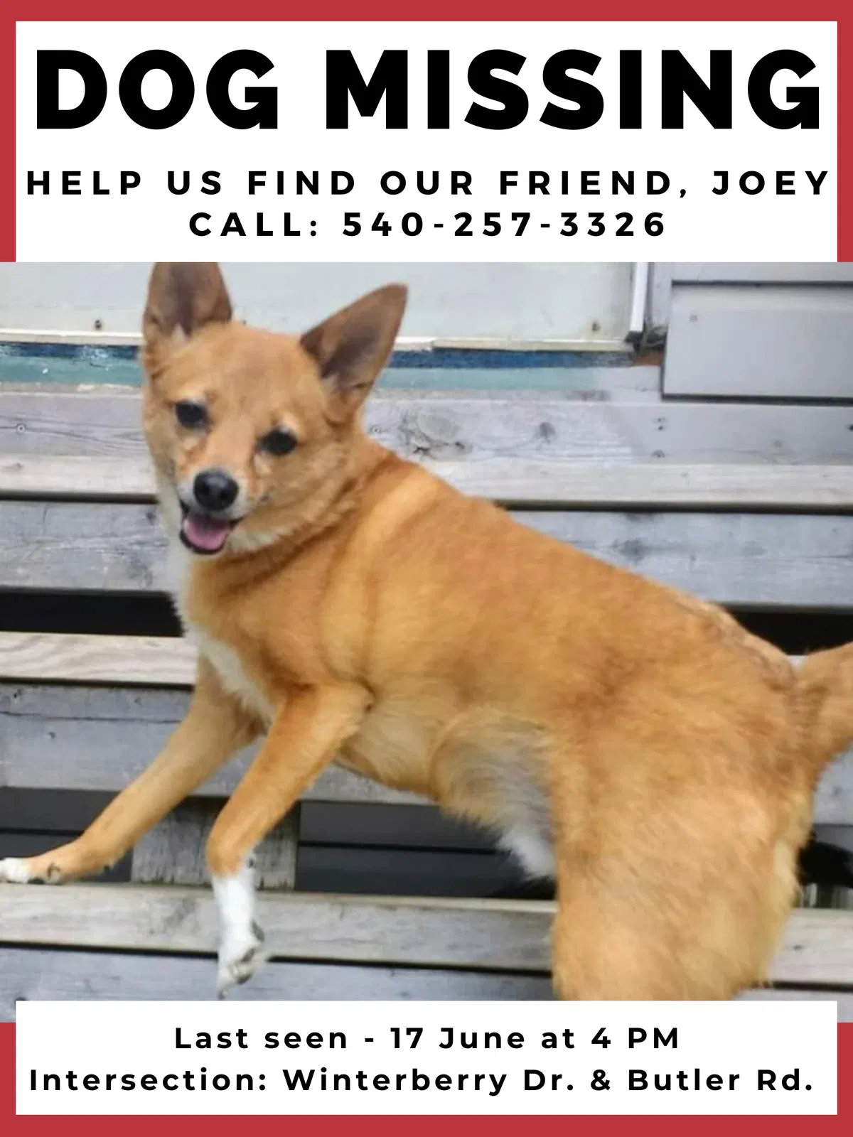 Lost dog in Fredericksburg, VA, 22405
