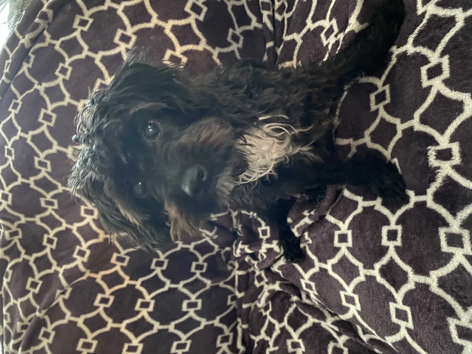 Lost dog in Ashland, PA, 17921