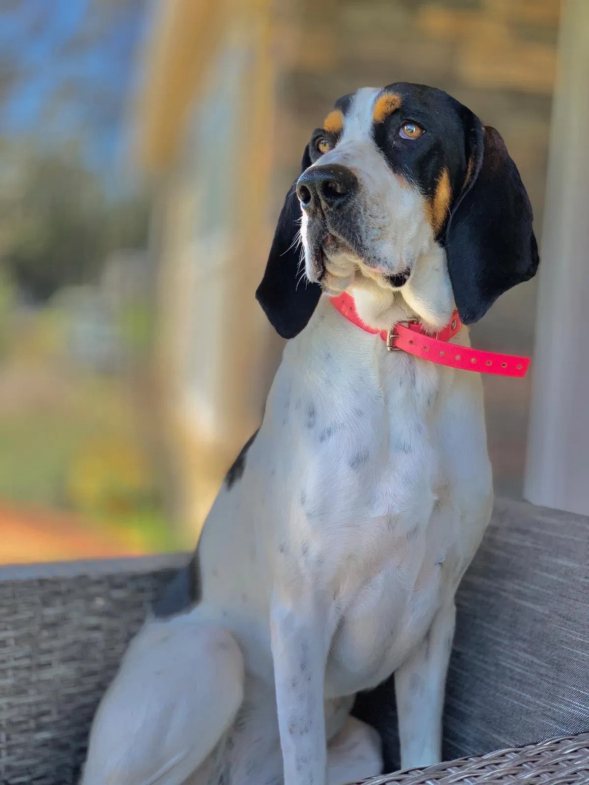 Lost dog in Half Moon Bay, CA, 94019