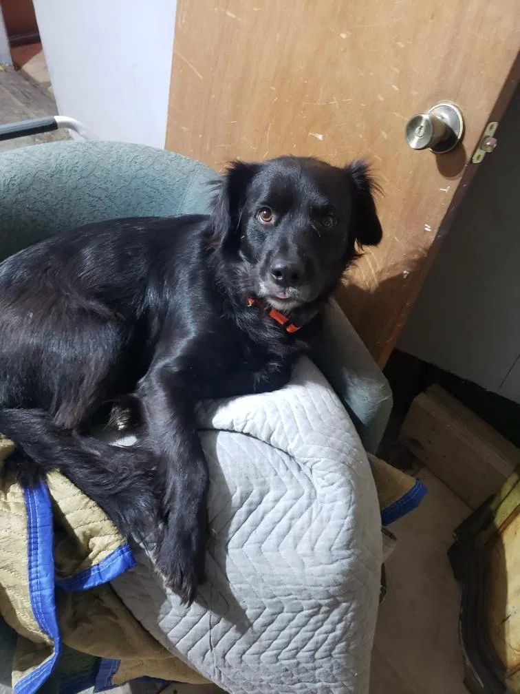 Lost dog in Grindstone, PA, 15442
