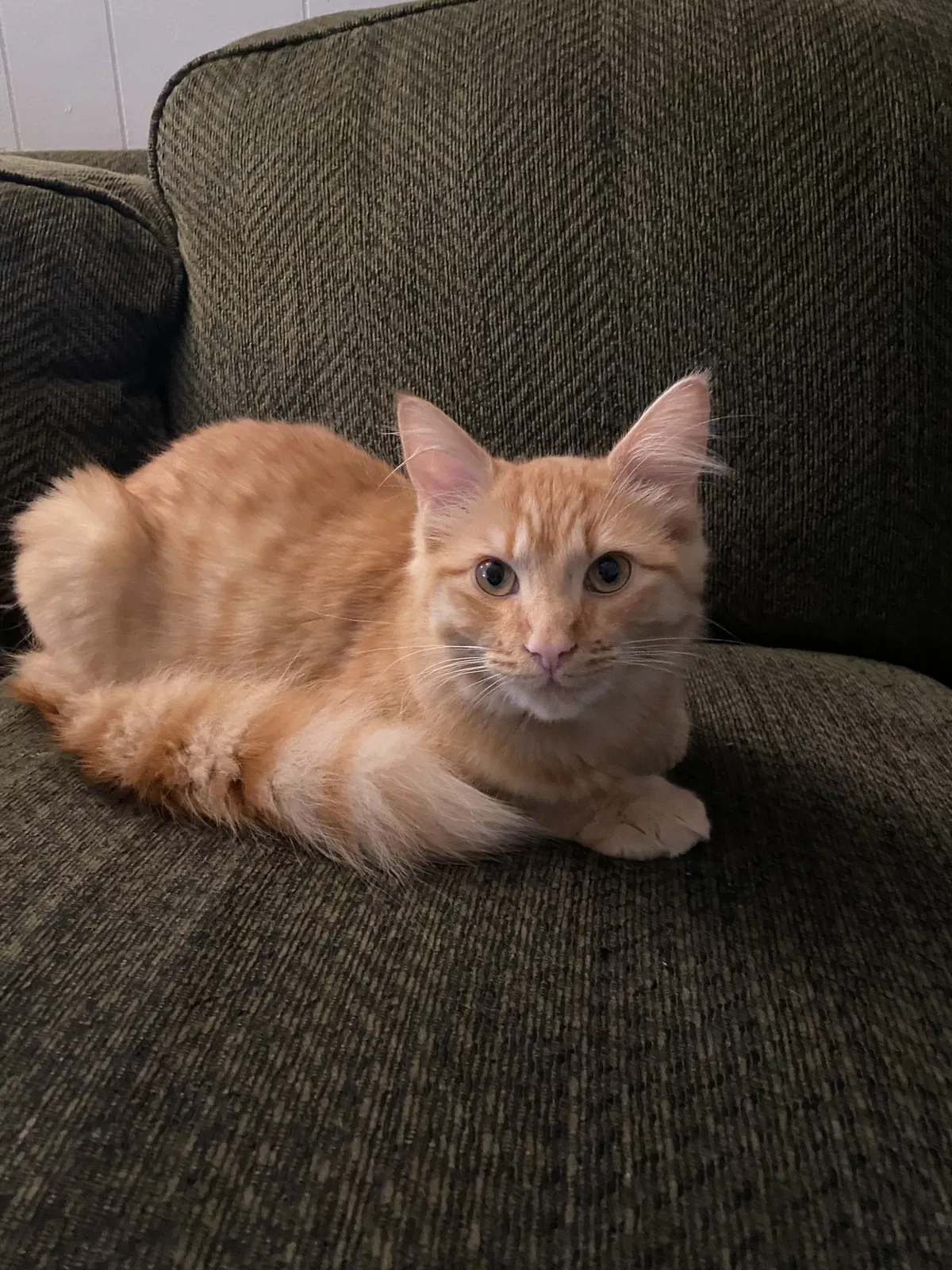 Lost cat in Olympia, WA, 98513