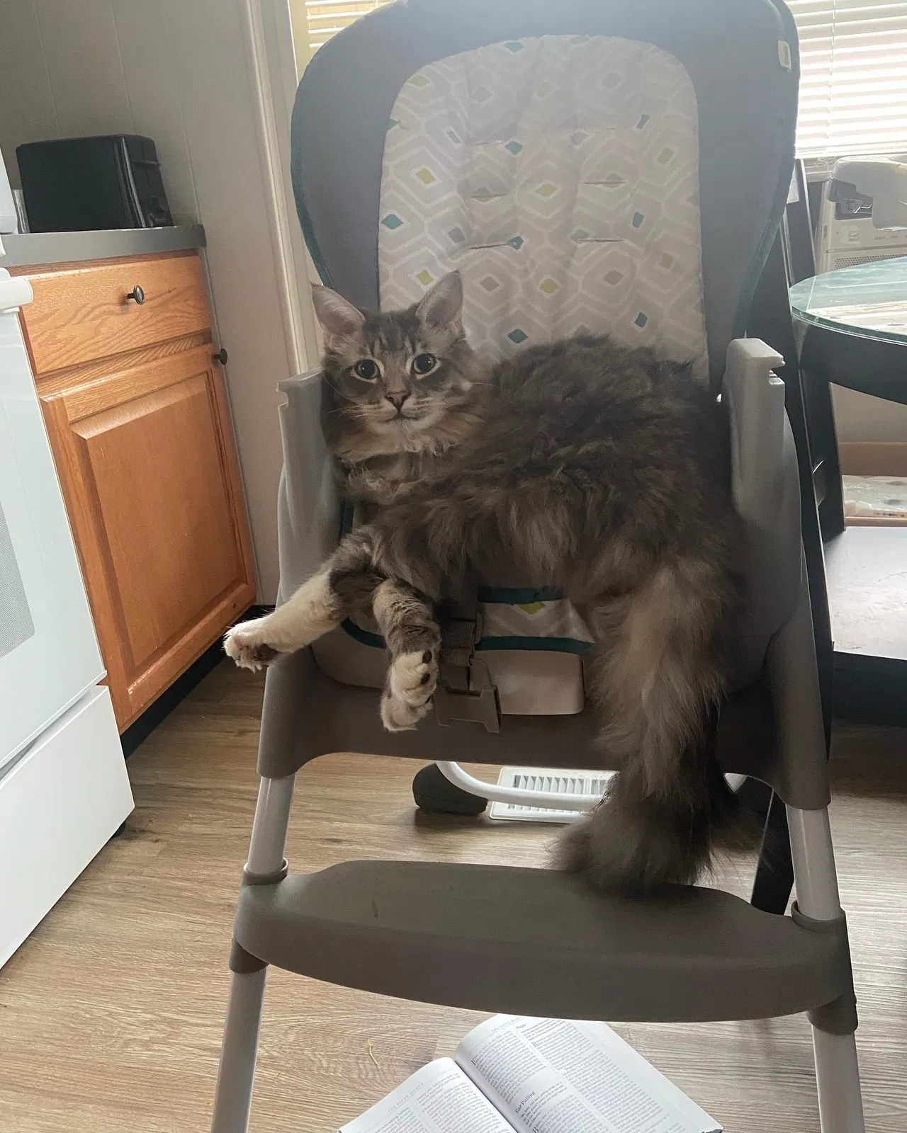 Lost cat in Olympia, WA, 98513