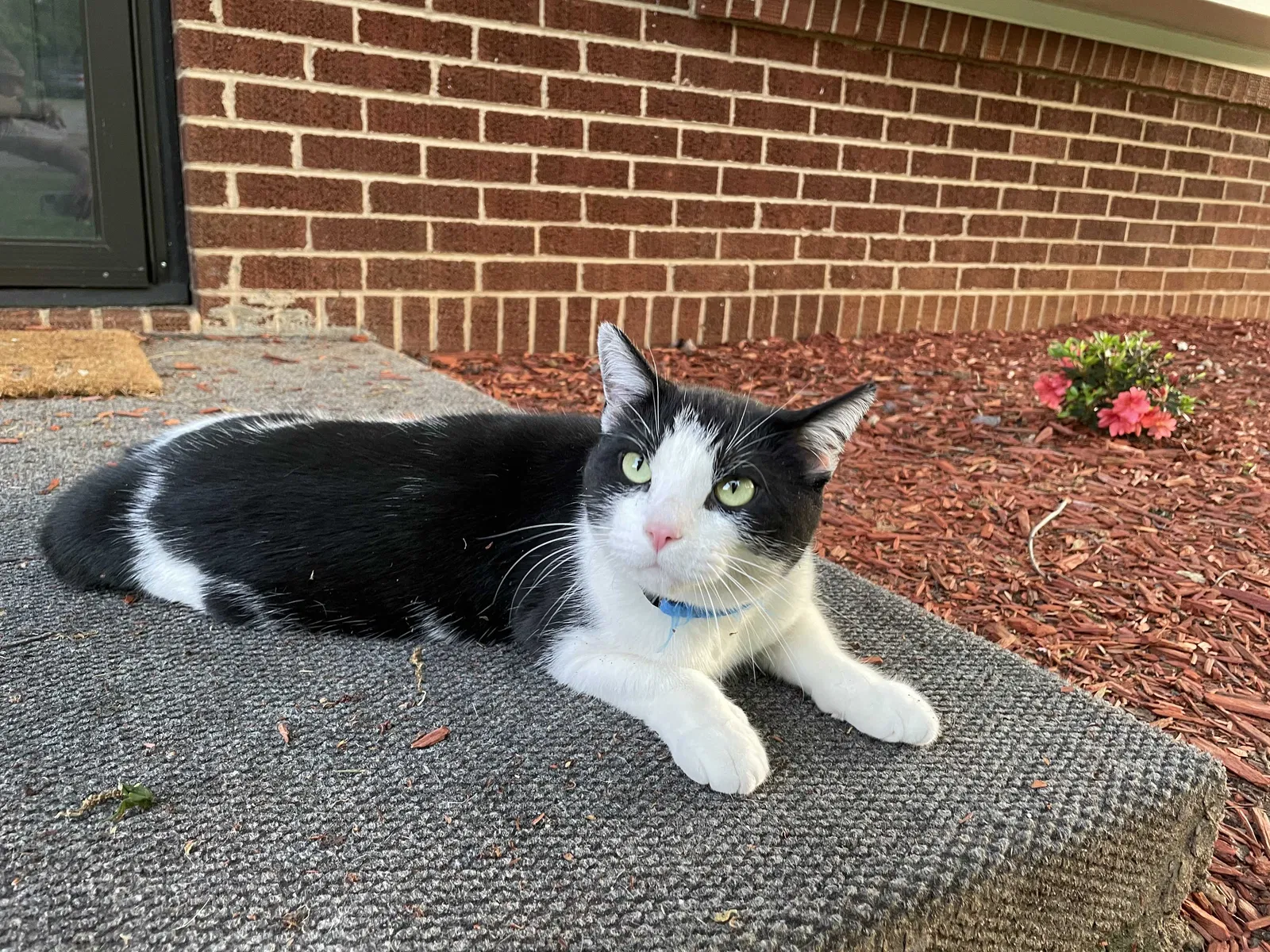 Lost cat in Lenoir, NC, 28645