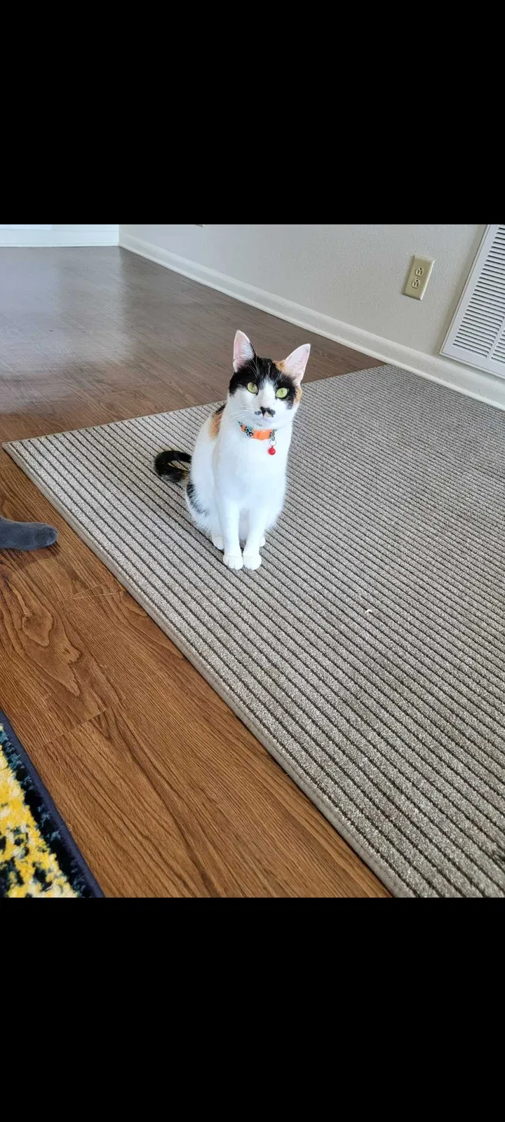 Lost cat in Fort Campbell, KY, 42223