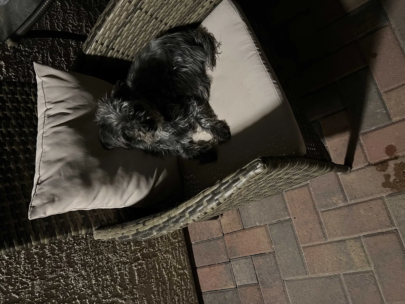 Lost dog in Las Vegas, NV, 89141