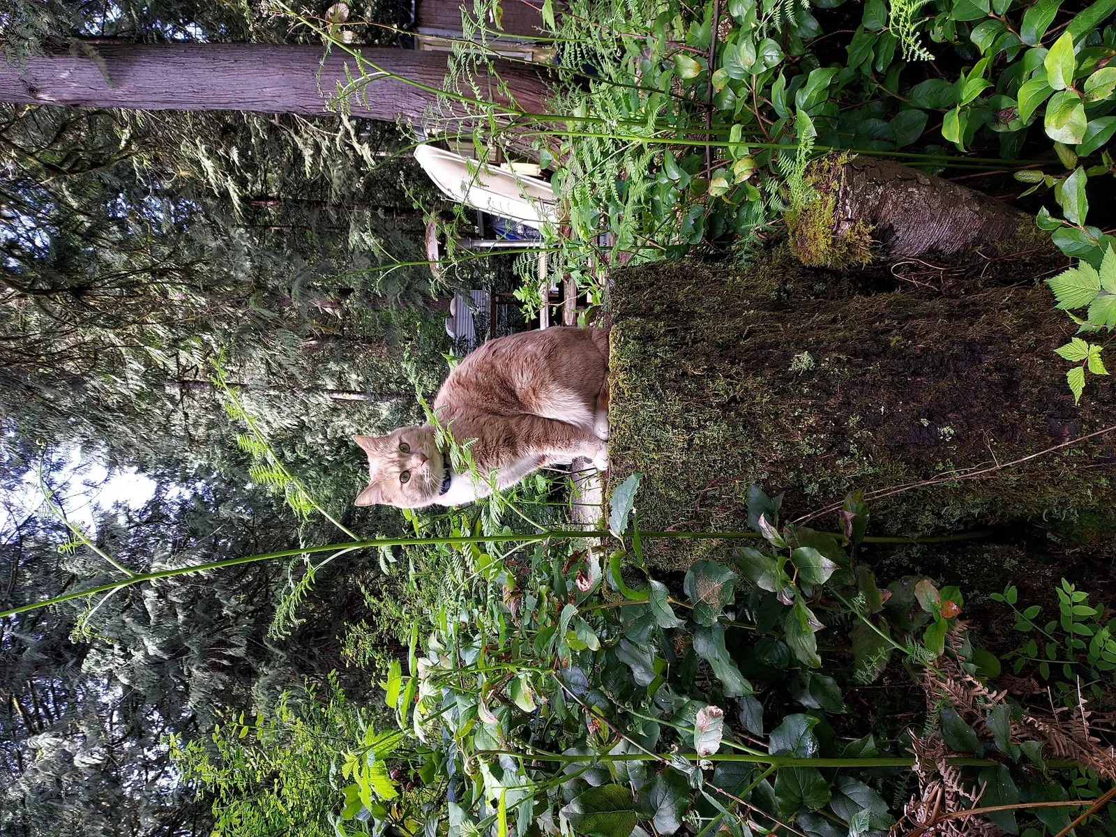 Lost cat in Lake Stevens, WA, 98258