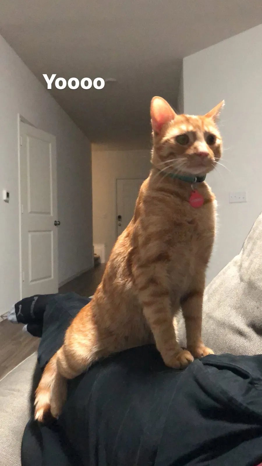 Lost cat in Austin, TX, 78745
