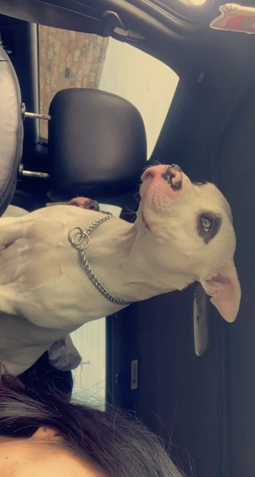 Lost dog in Sealy, TX, 77474