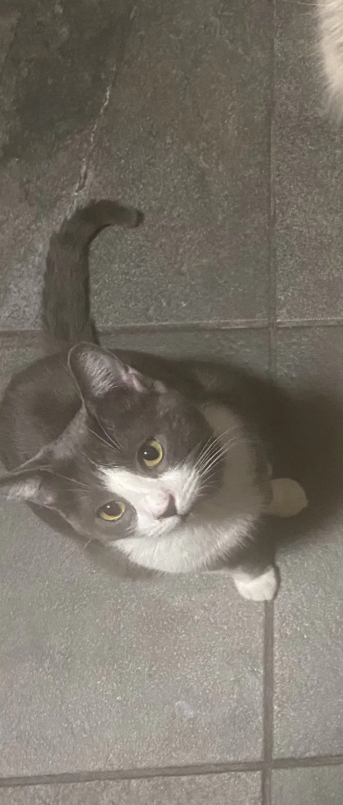 Lost cat in El Paso, TX, 79936