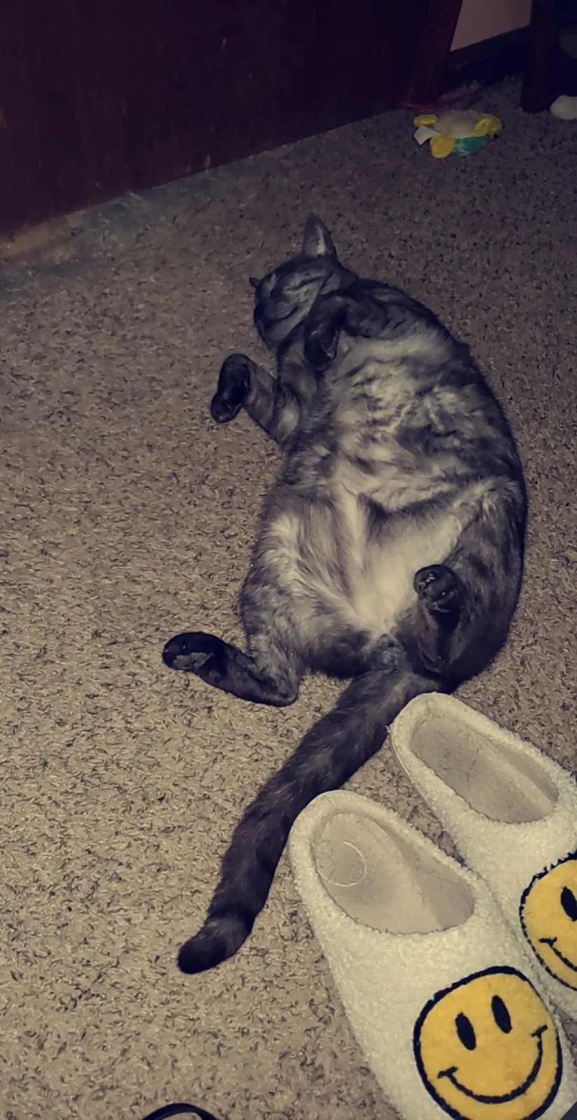 Lost cat in Indianapolis, IN, 46219