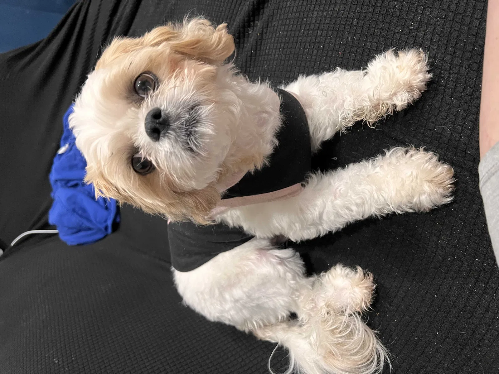 Lost dog in Hawthorne, CA, 90250