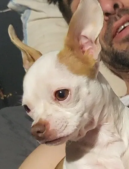 Lost dog in Judsonia, AR, 72081