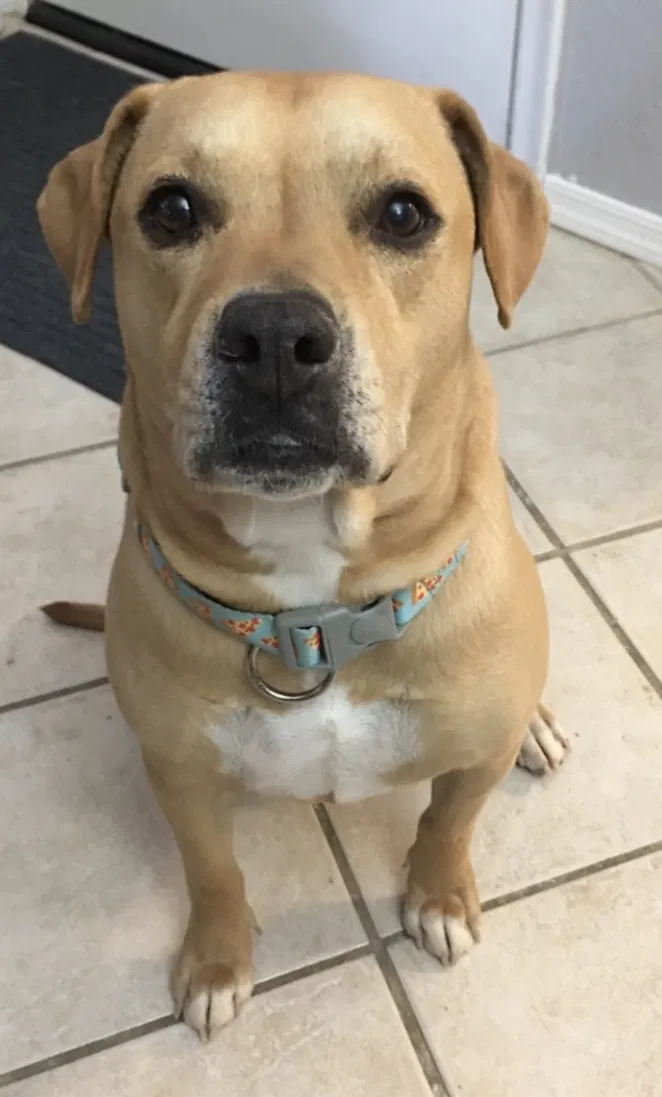 Lost dog in Las Cruces, NM, 88011