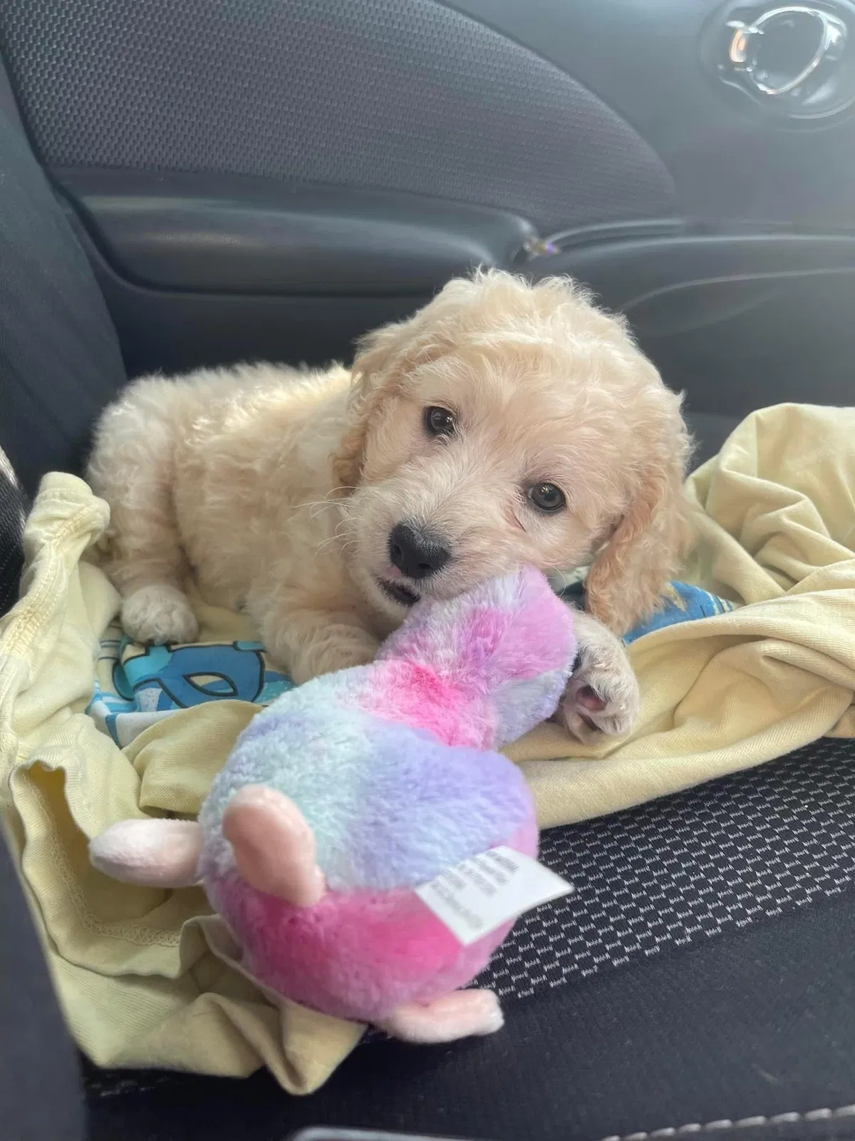 Lost dog in Dallas, TX, 75217