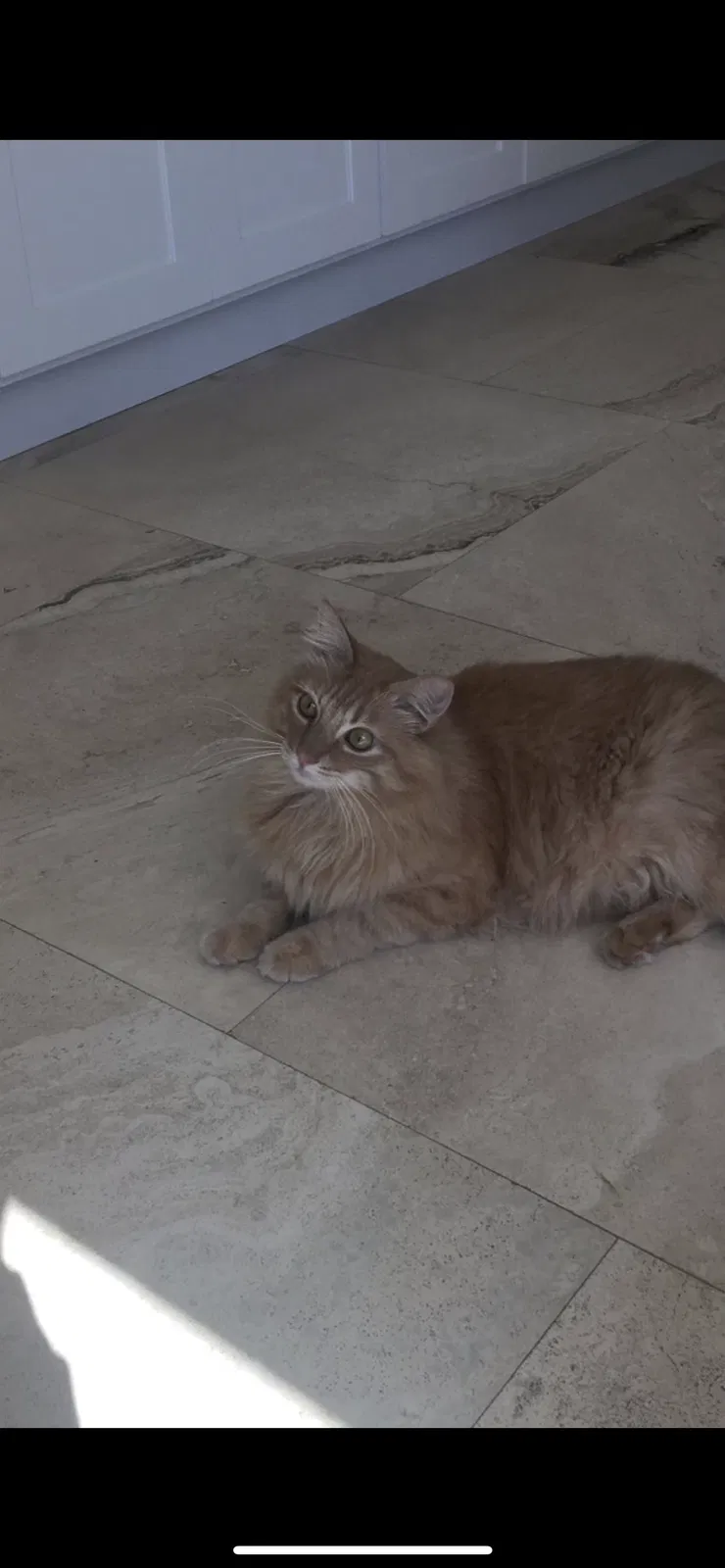 Lost cat in Riverside, CA, 92503