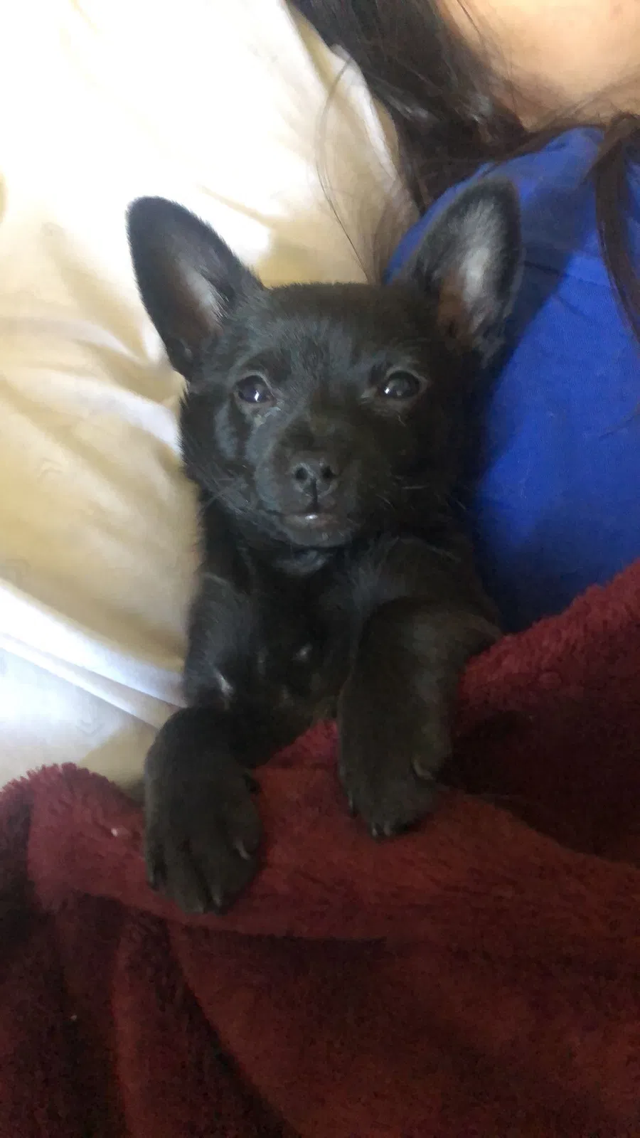 Lost dog in San Diego, CA, 92126