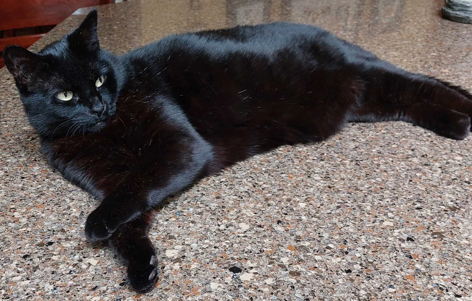 Lost cat in Olympia, WA, 98501