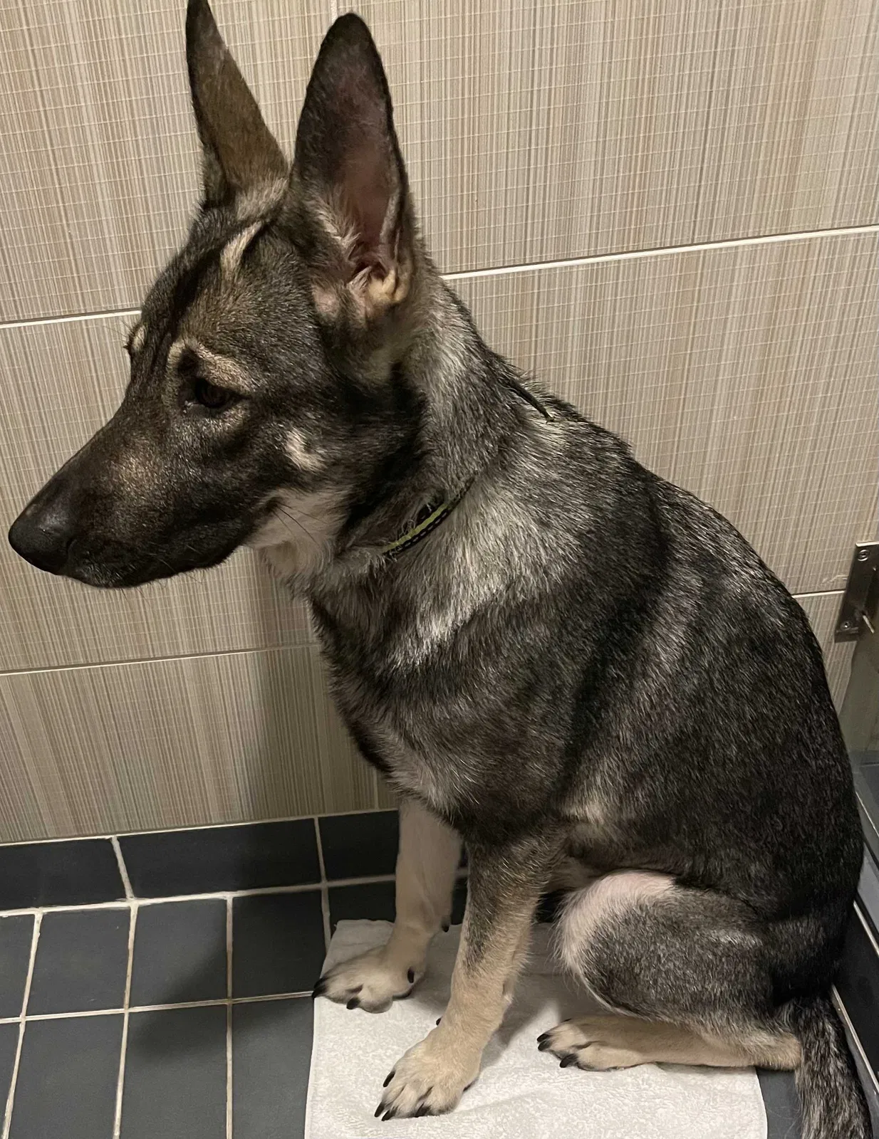 Lost dog in Mckinney, TX, 75069