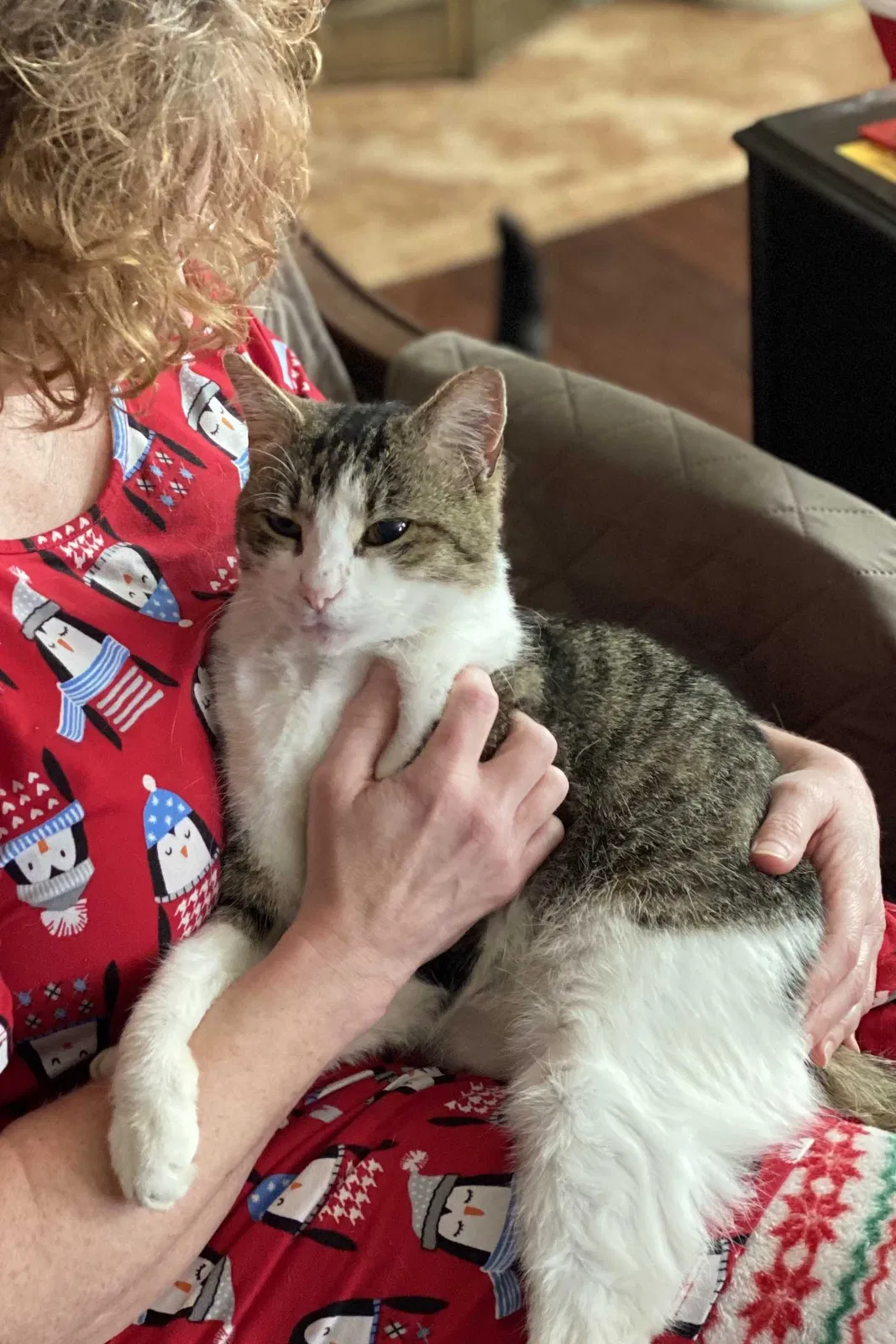 Lost cat in Knoxville, TN, 37918