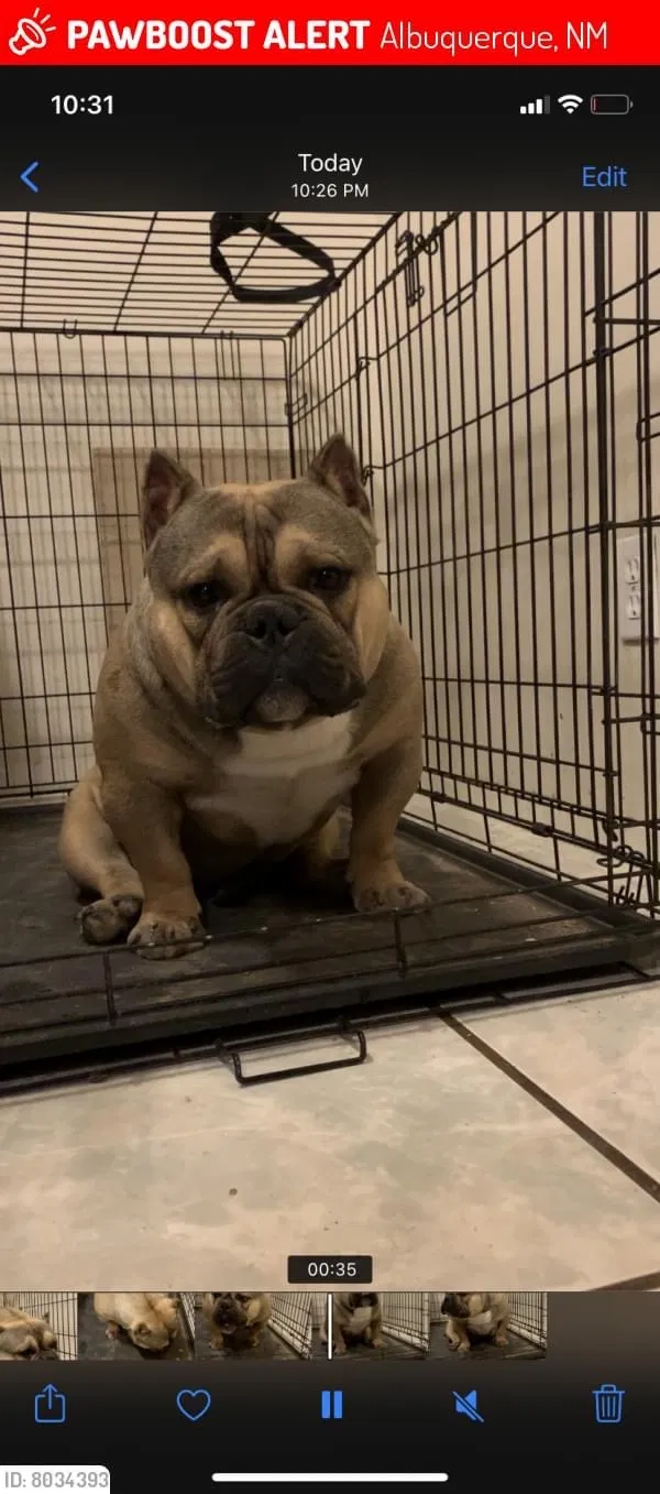 Lost dog in Albuquerque, NM, 87108