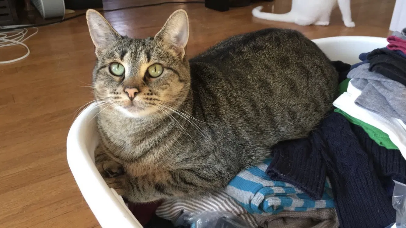 Lost cat in Cromwell, CT, 6416
