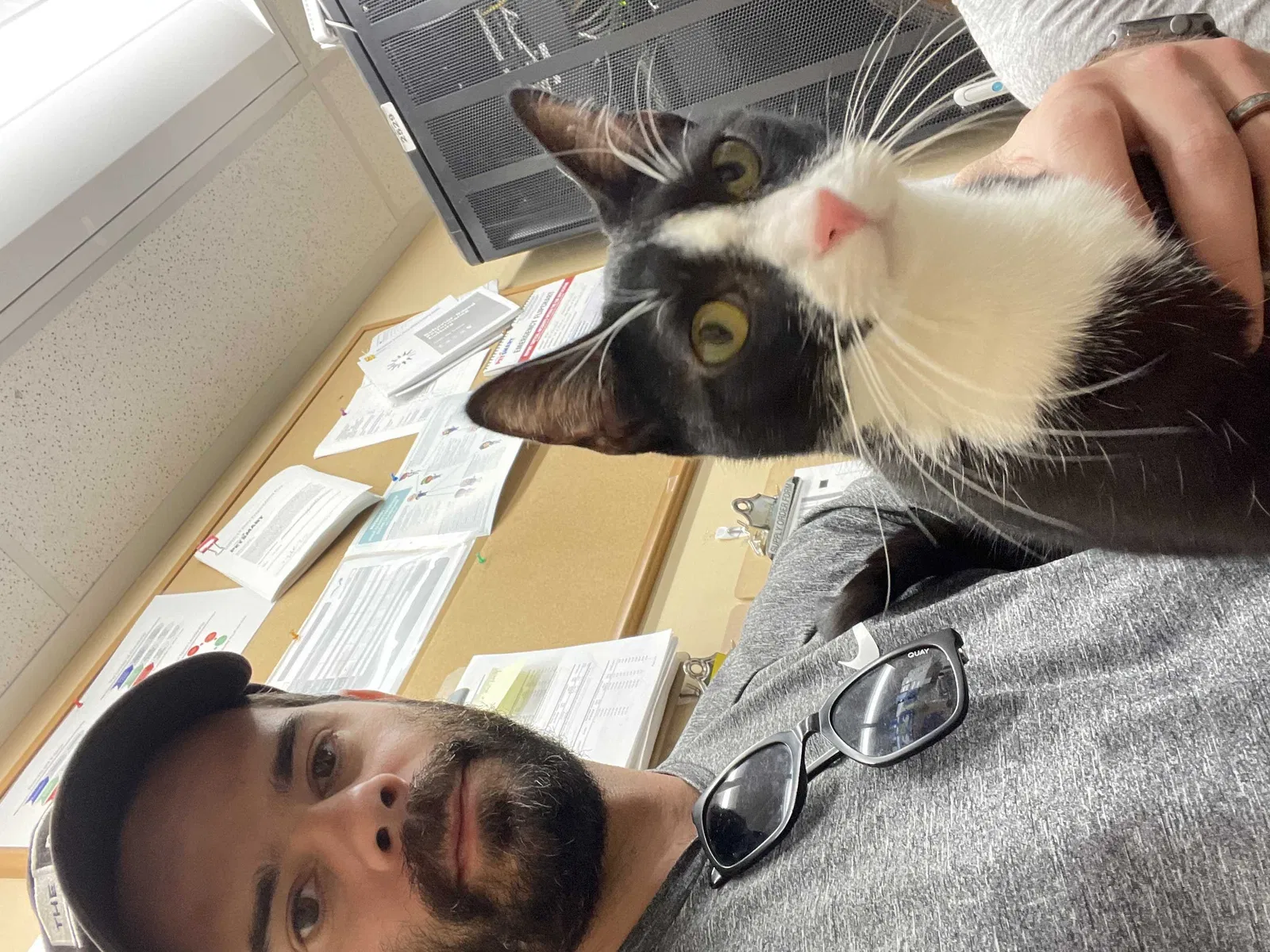 Lost cat in Santa Barbara, CA, 93101
