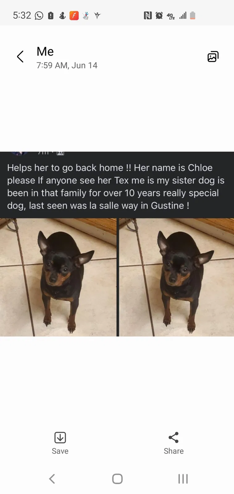 Lost dog in Gustine, CA, 95322