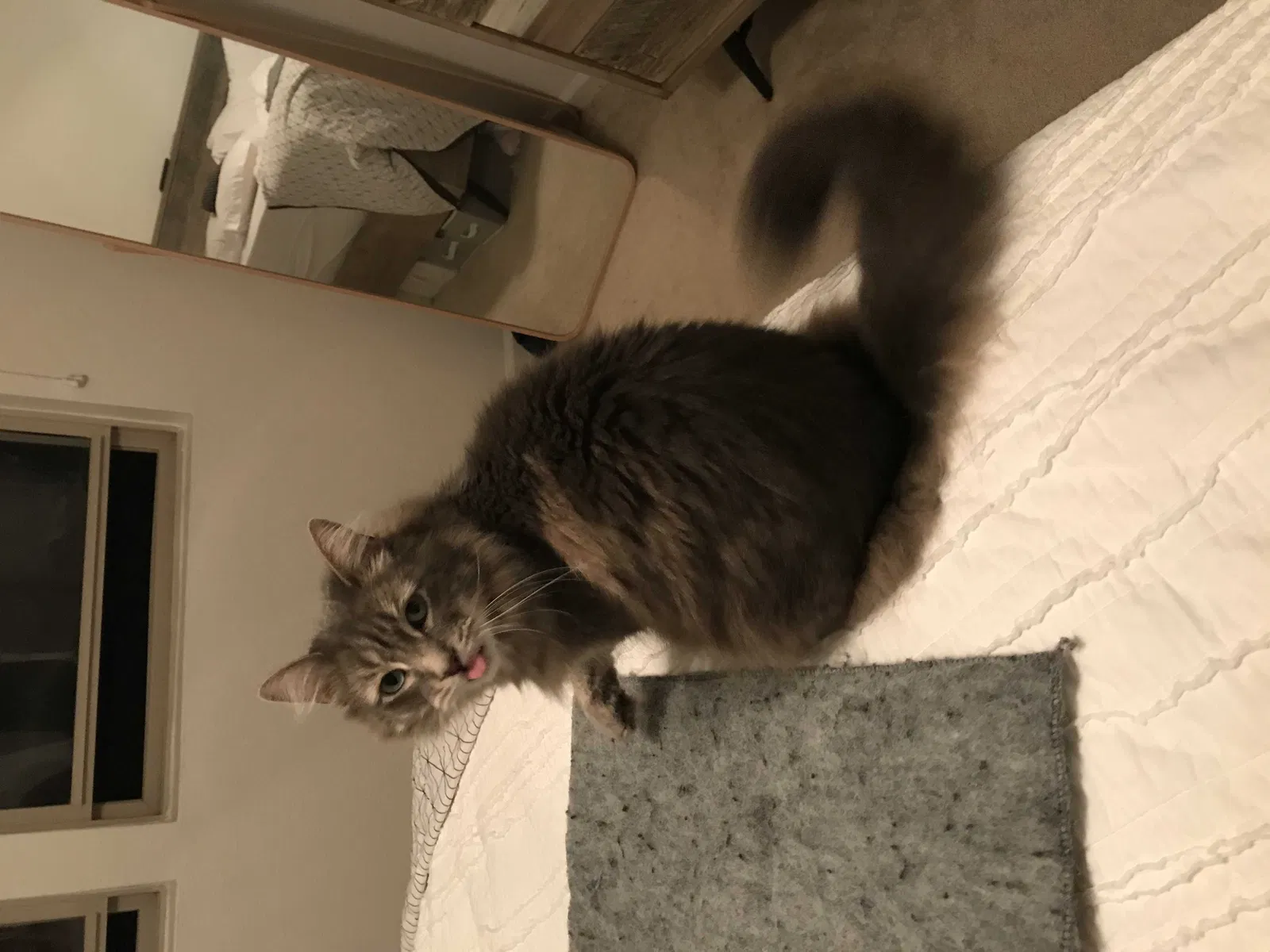 Lost cat in Carlsbad, CA, 92008