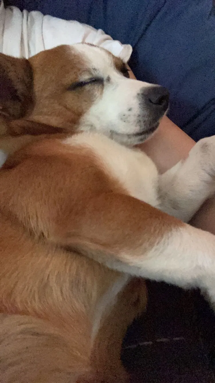 Lost dog in Lagrange, GA, 30240