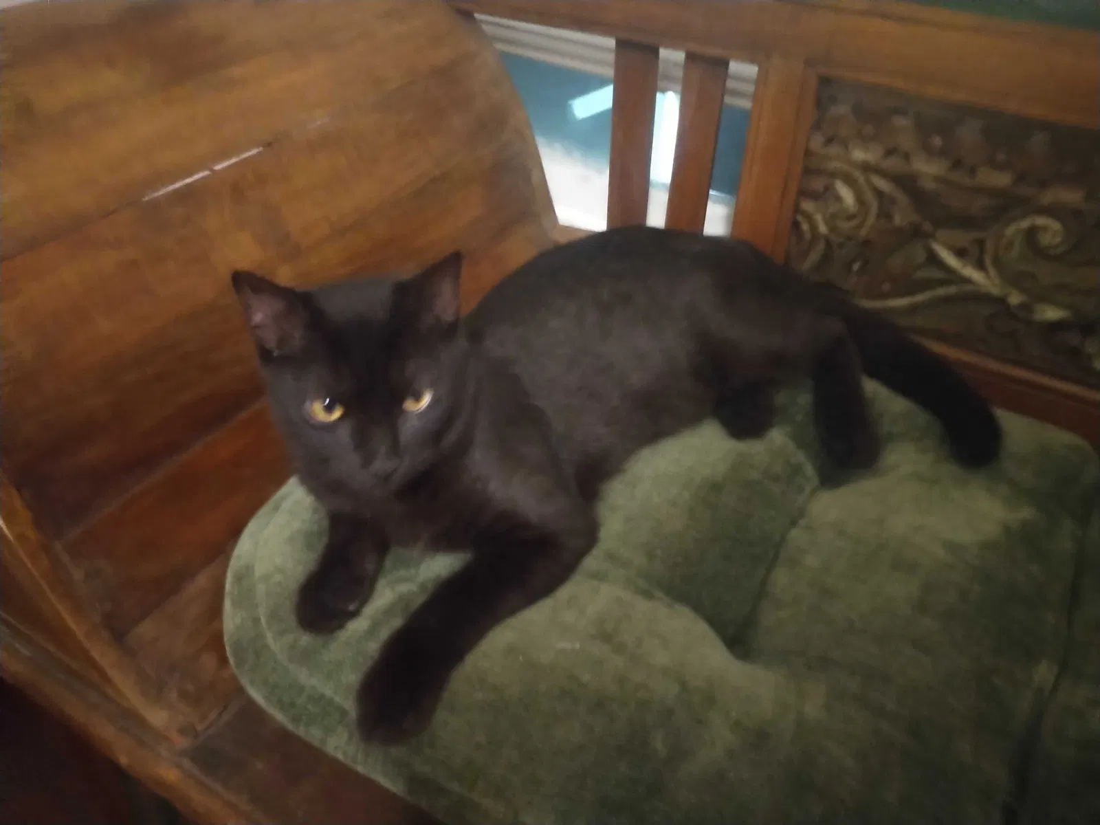 Lost cat in Houston, TX, 77041