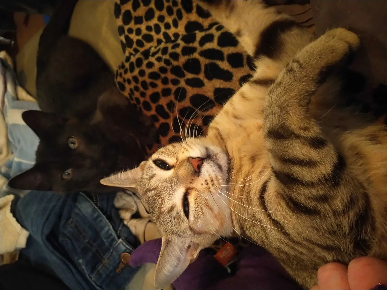 Lost cat in Houston, TX, 77041