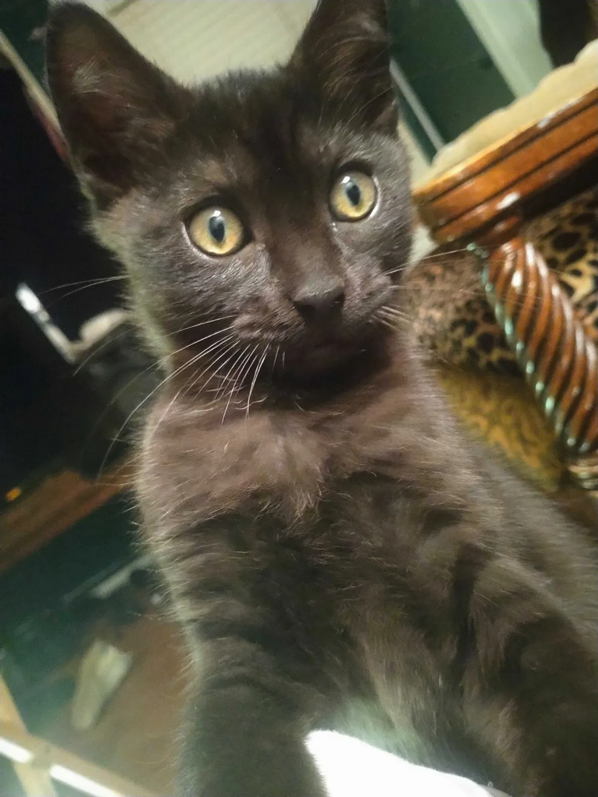 Lost cat in Houston, TX, 77041