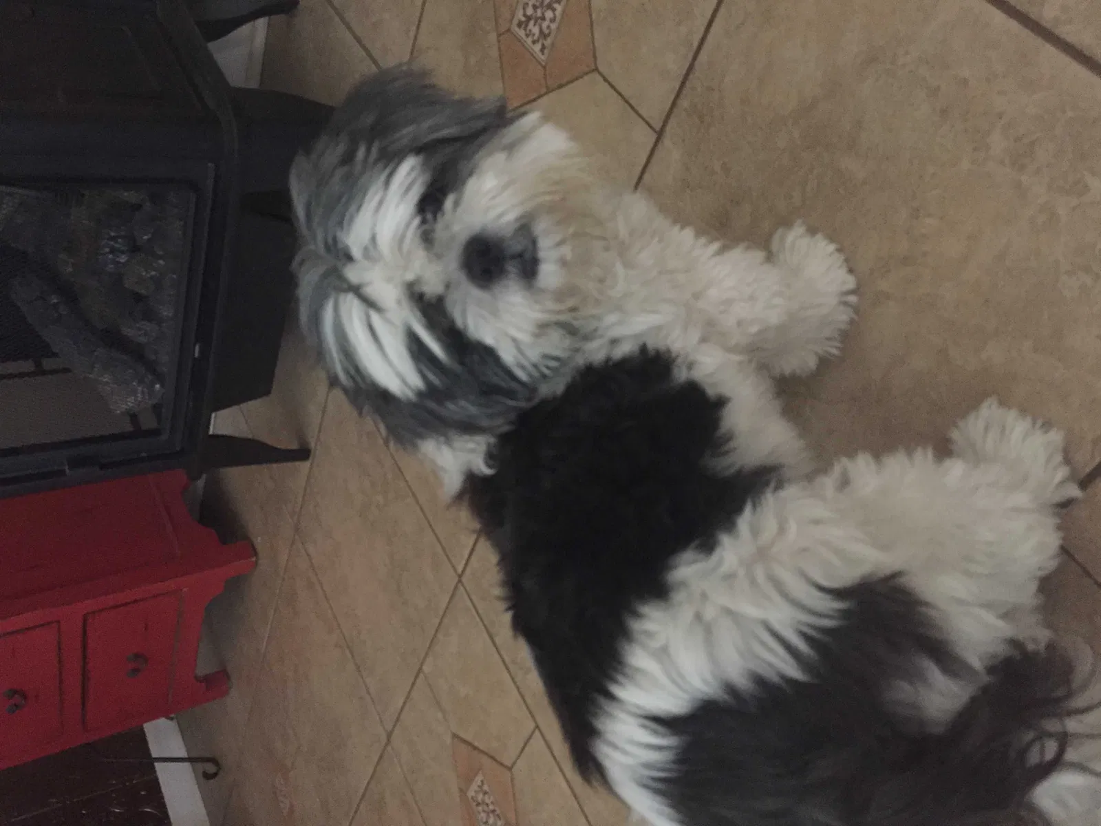 Lost dog in Gaffney, SC, 29341