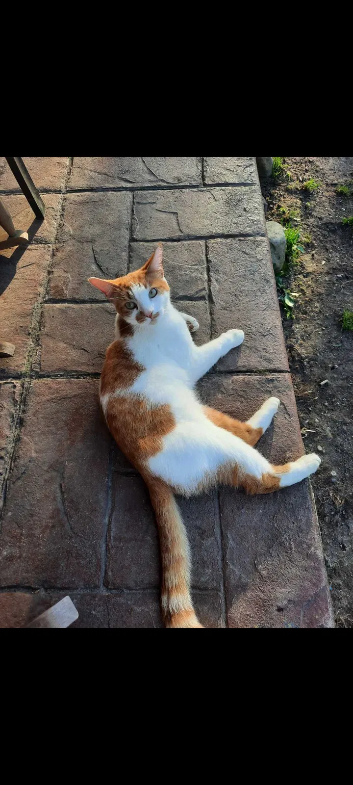 Lost cat in Howell, MI, 48843