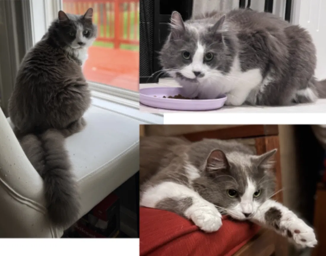 Lost cat in Shawnee, KS, 66218