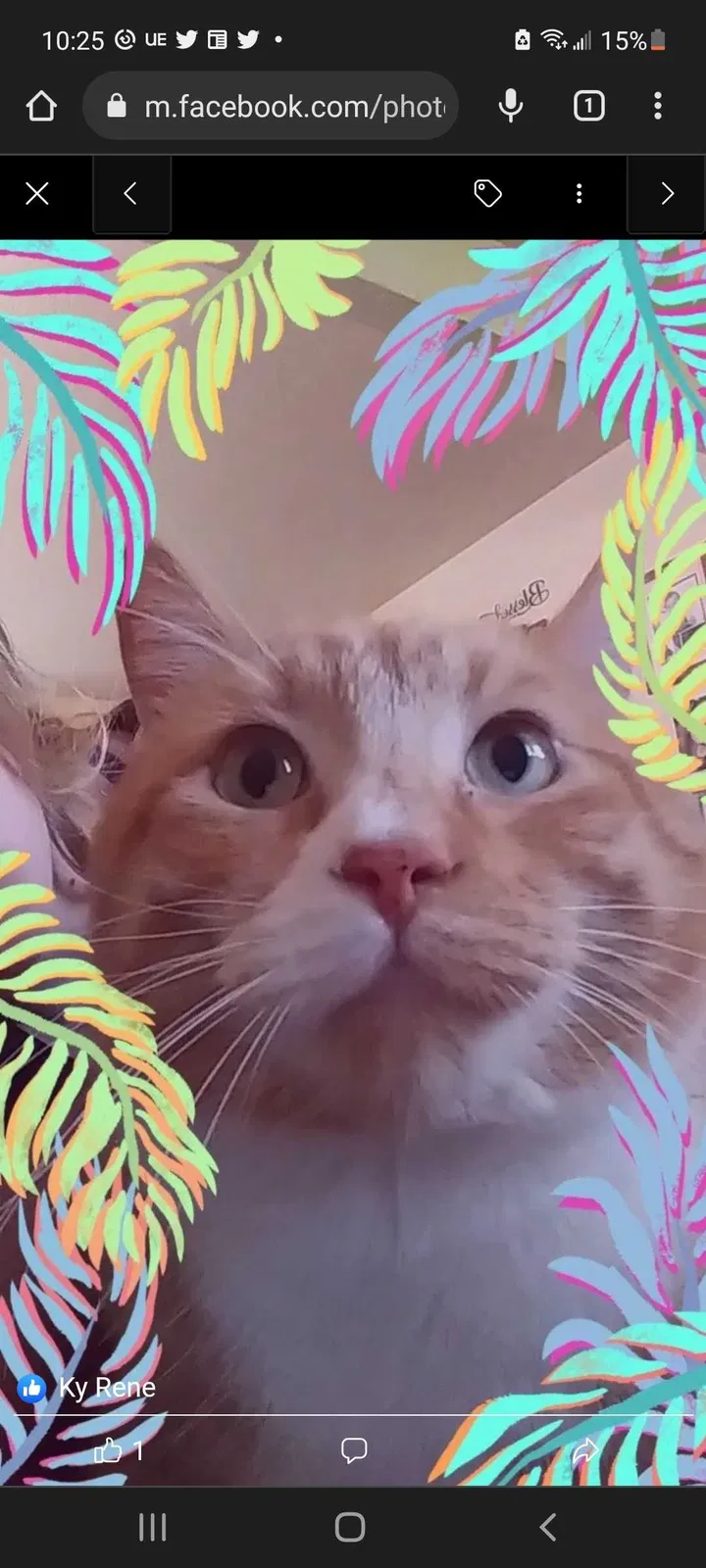 Lost cat in Richland, WA, 99354
