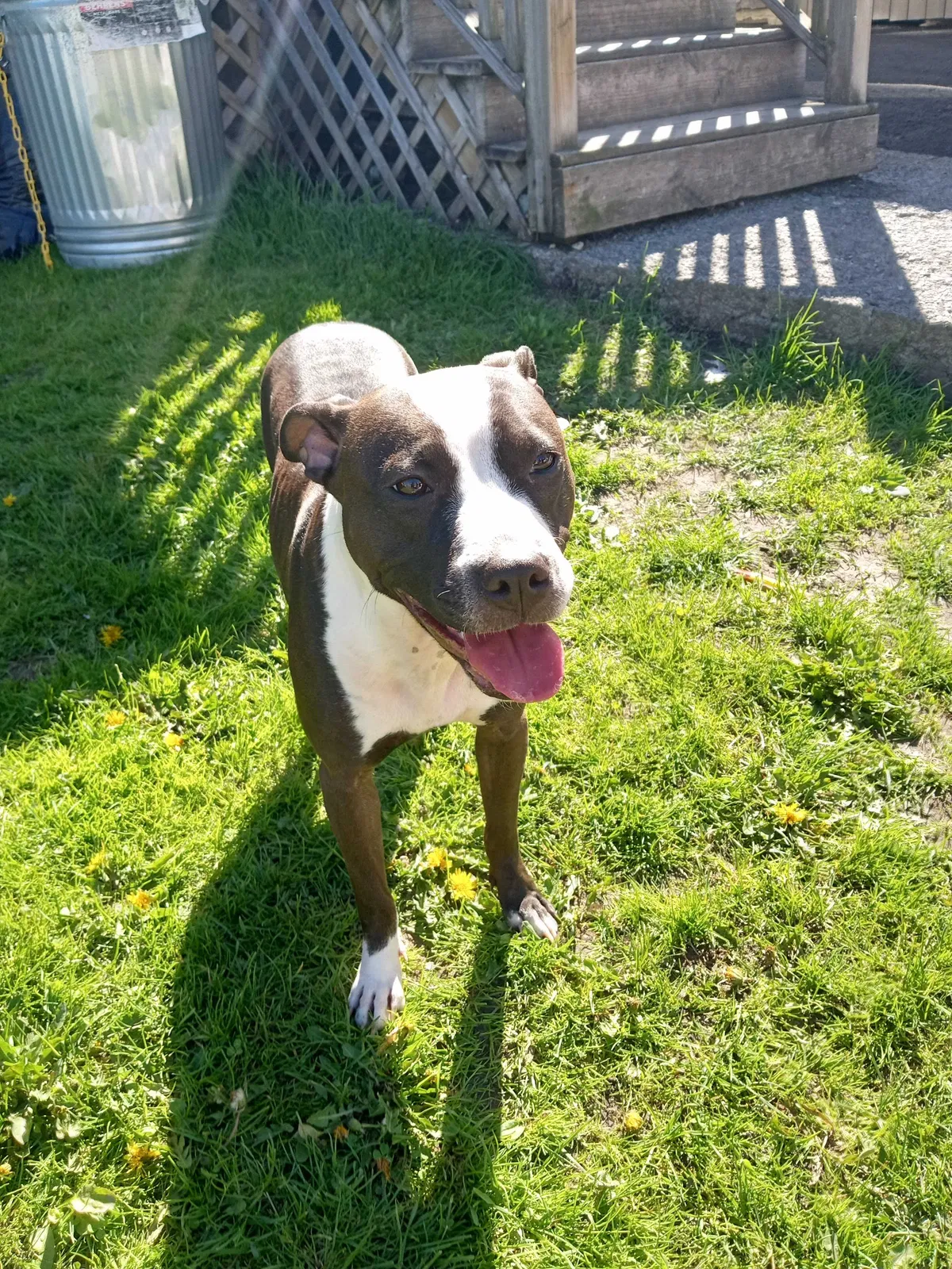 Lost dog in Syracuse, NY, 13207