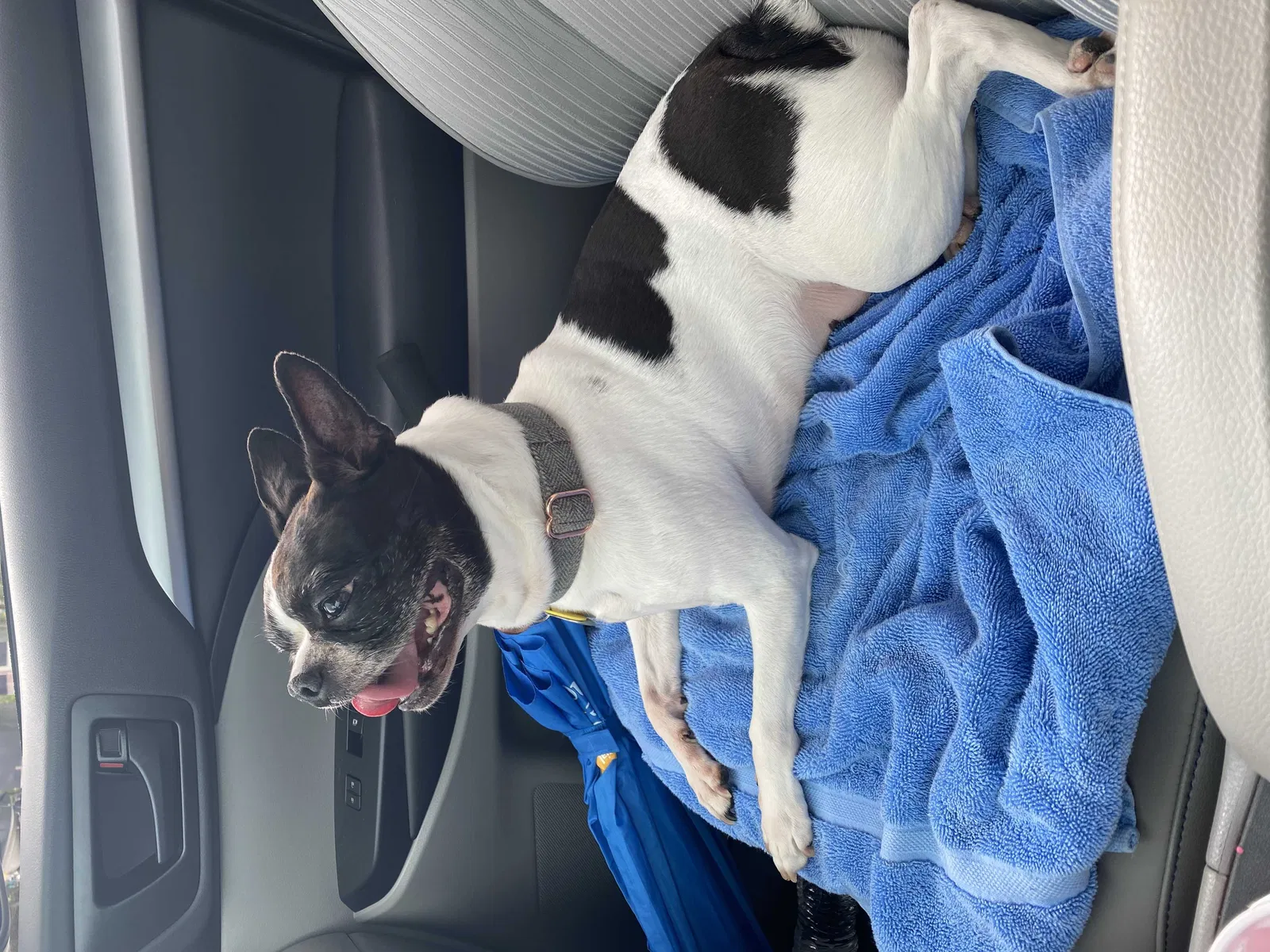 Lost dog in Miami, FL, 33183