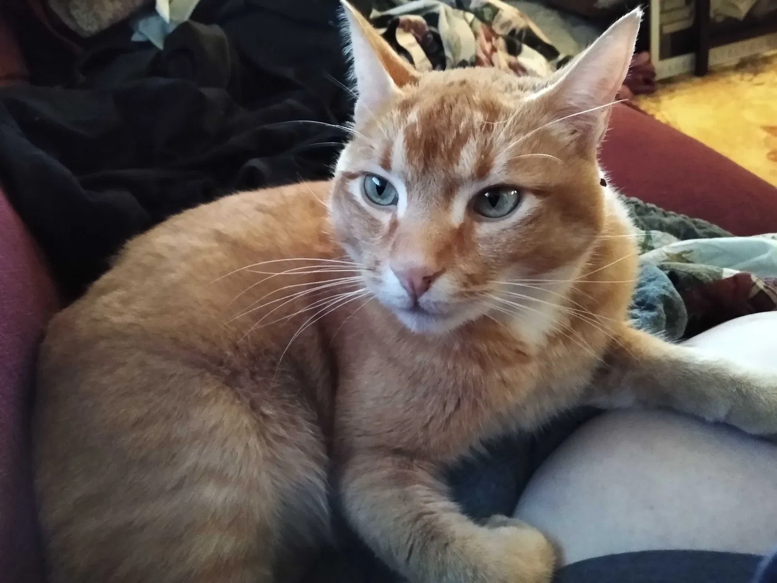 Lost cat in Bothell, WA, 98021