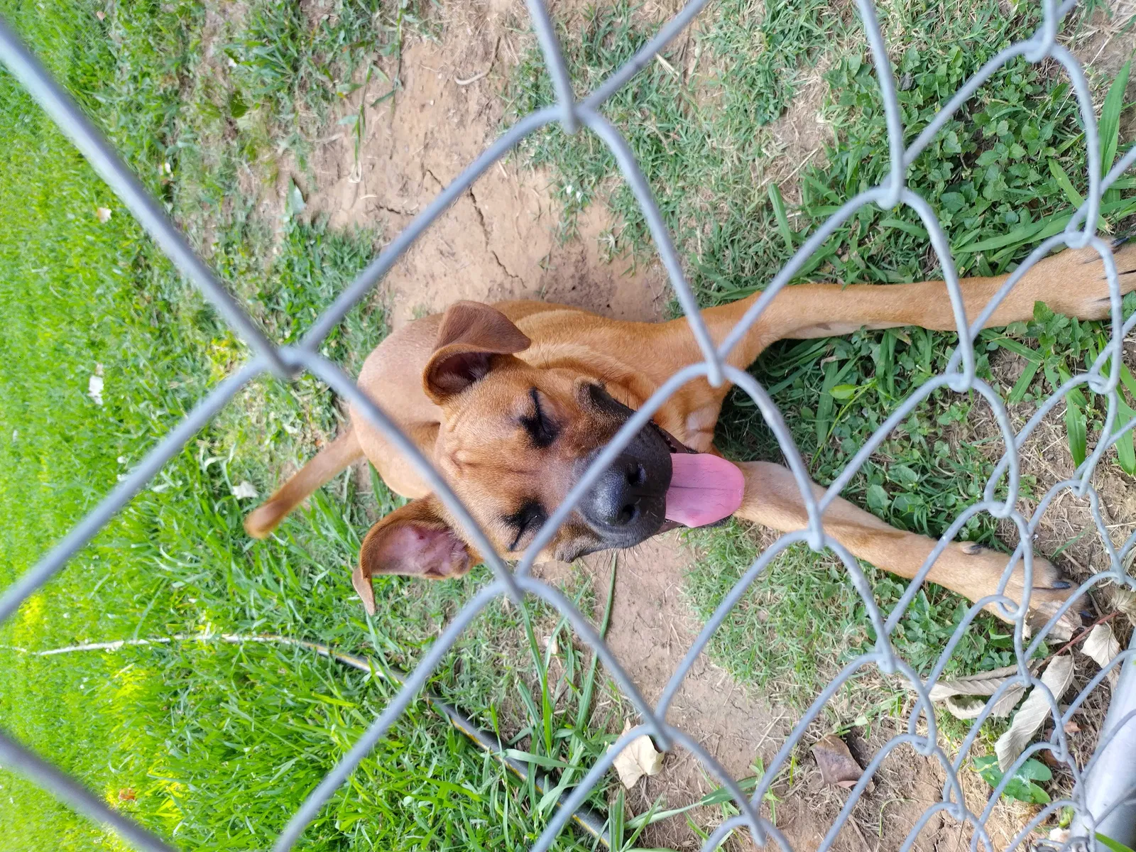 Found dog in Denison, TX, 75020
