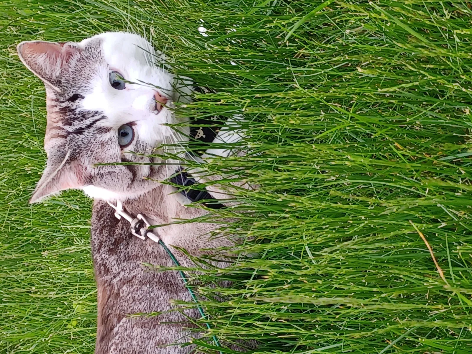 Lost cat in Cleveland, OH, 44129