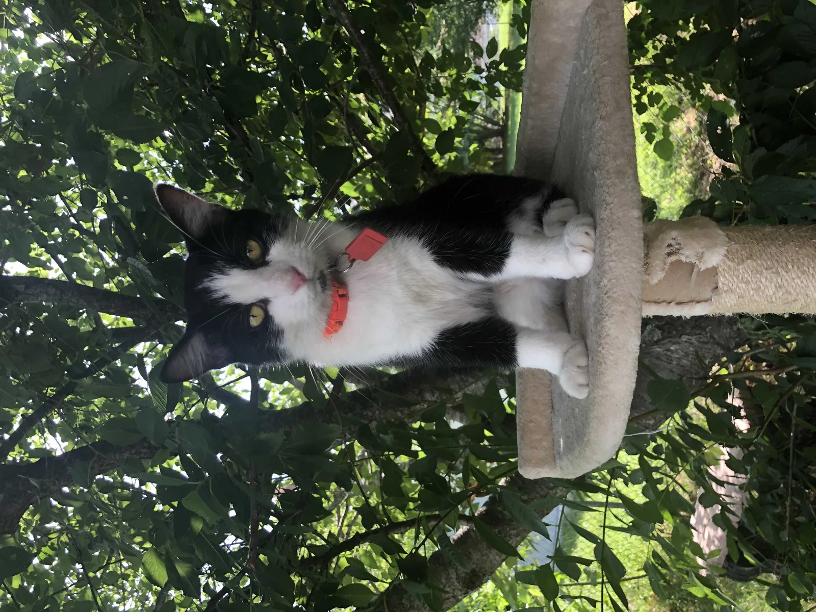 Lost cat in Smyrna, TN, 37167