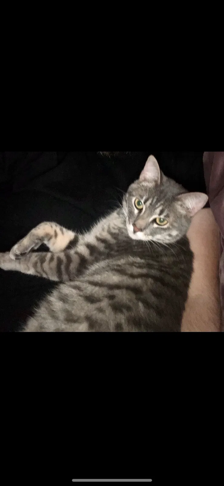 Lost cat in Arlington, WA, 98223