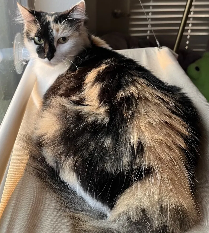 Lost cat in Denton, TX, 76207