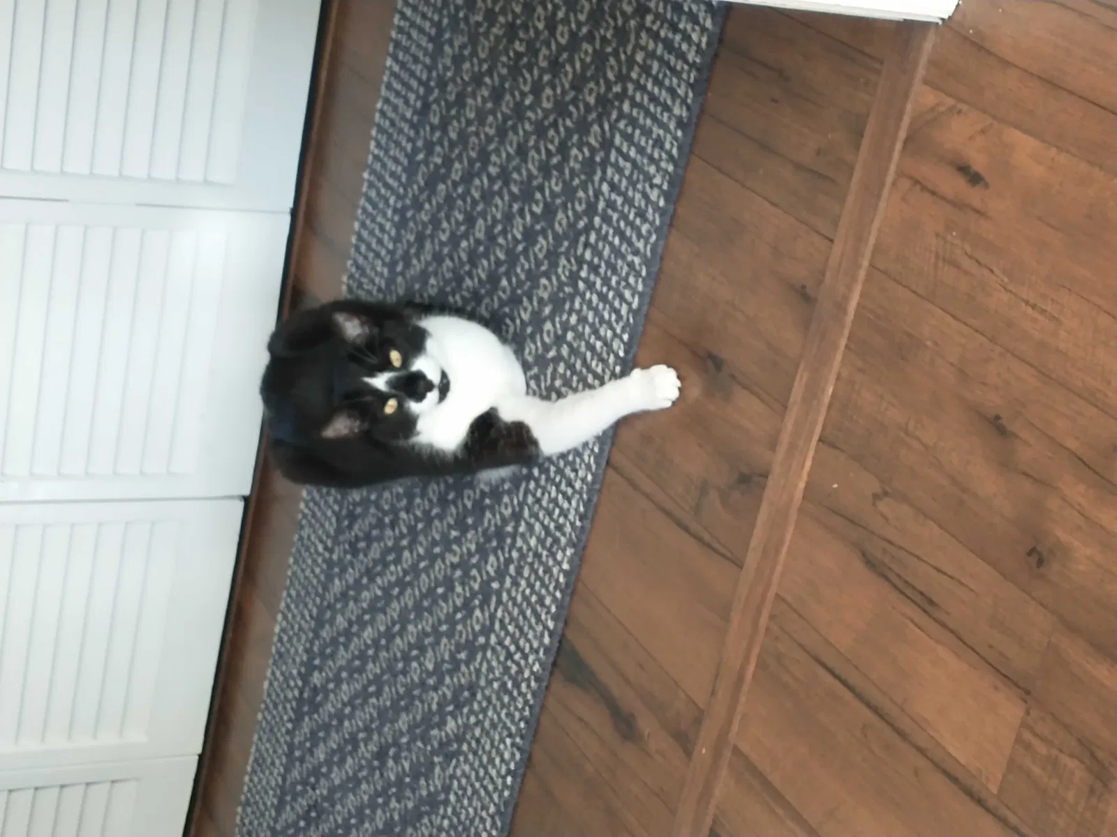 Lost cat in Huntersville, NC, 28078