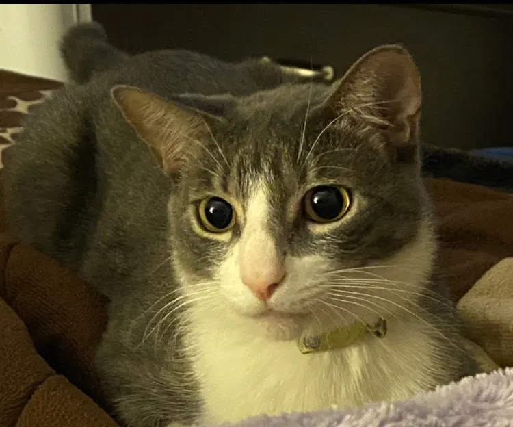 Lost cat in La Quinta, CA, 92253