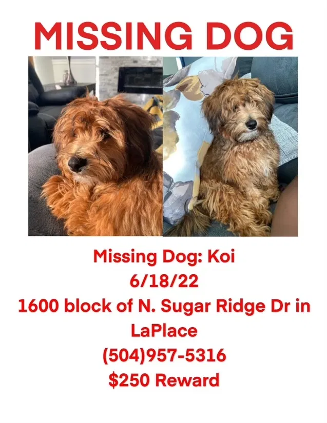 Lost dog in La Place, LA, 70068