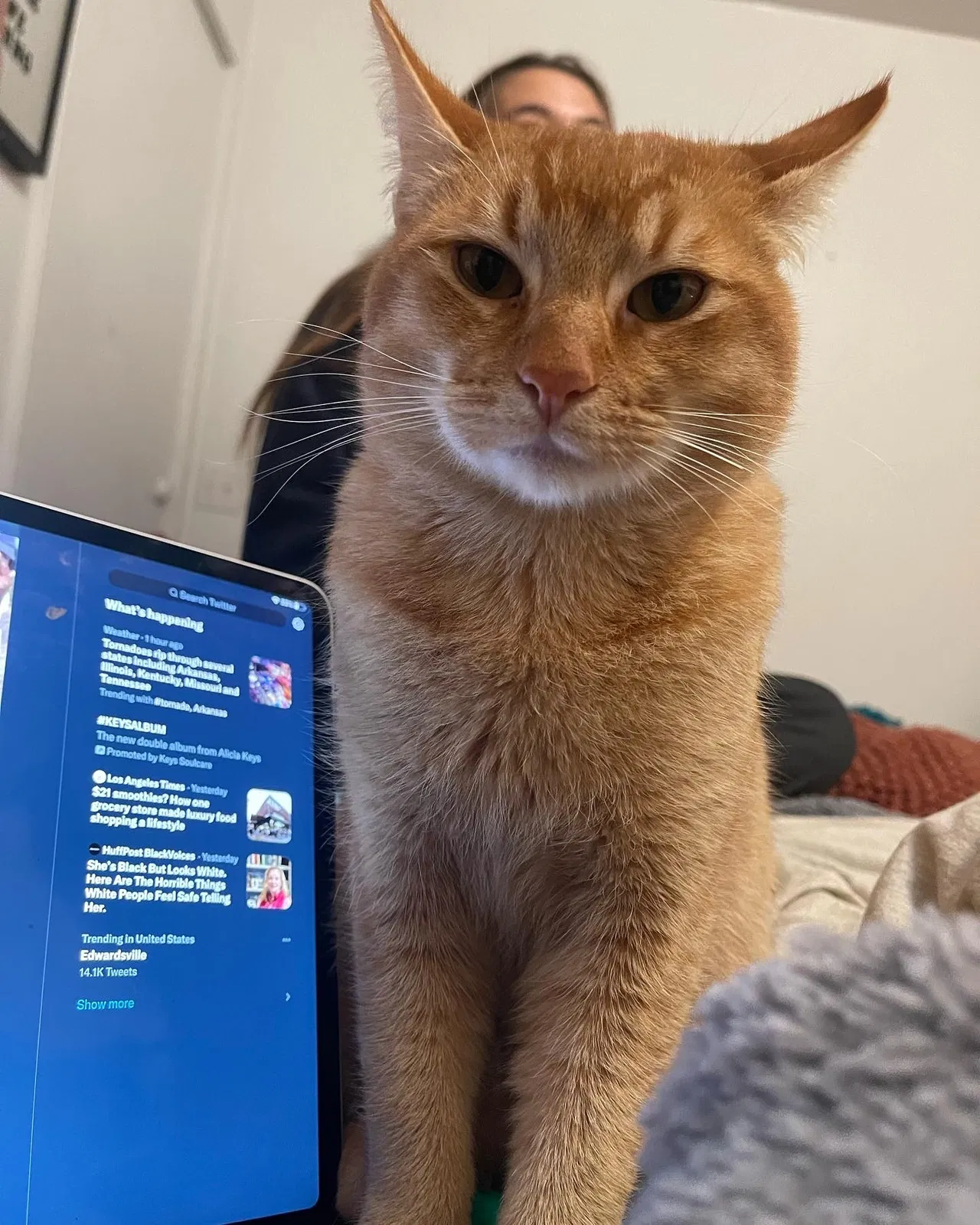 Lost cat in Ventura, CA, 93003