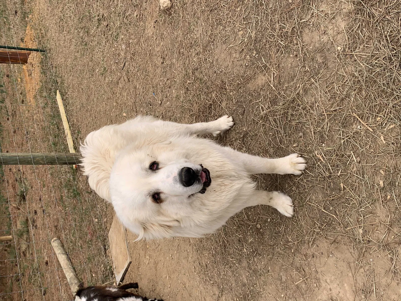 Lost dog in Section, AL, 35771