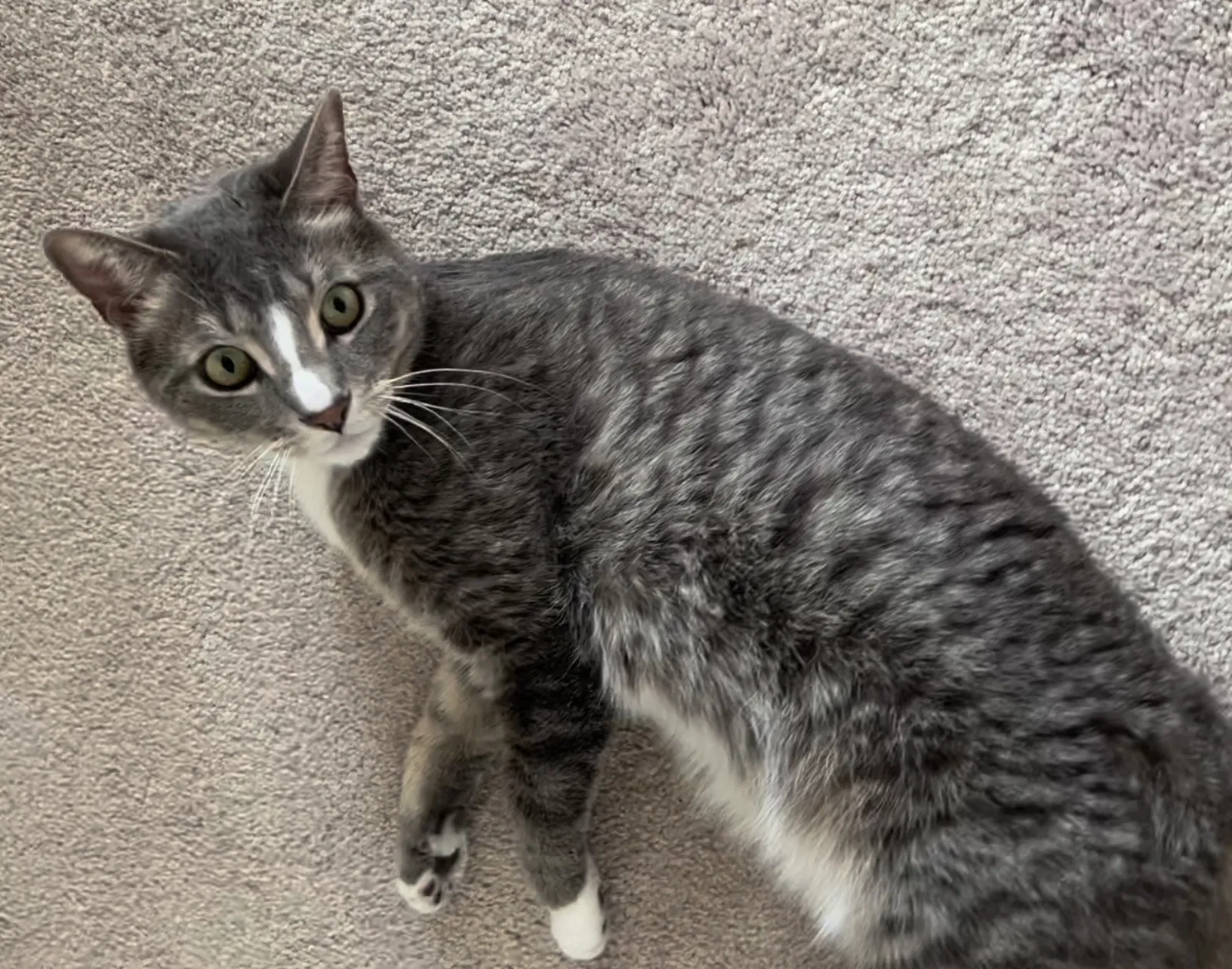Lost cat in Parkville, MD, 21234